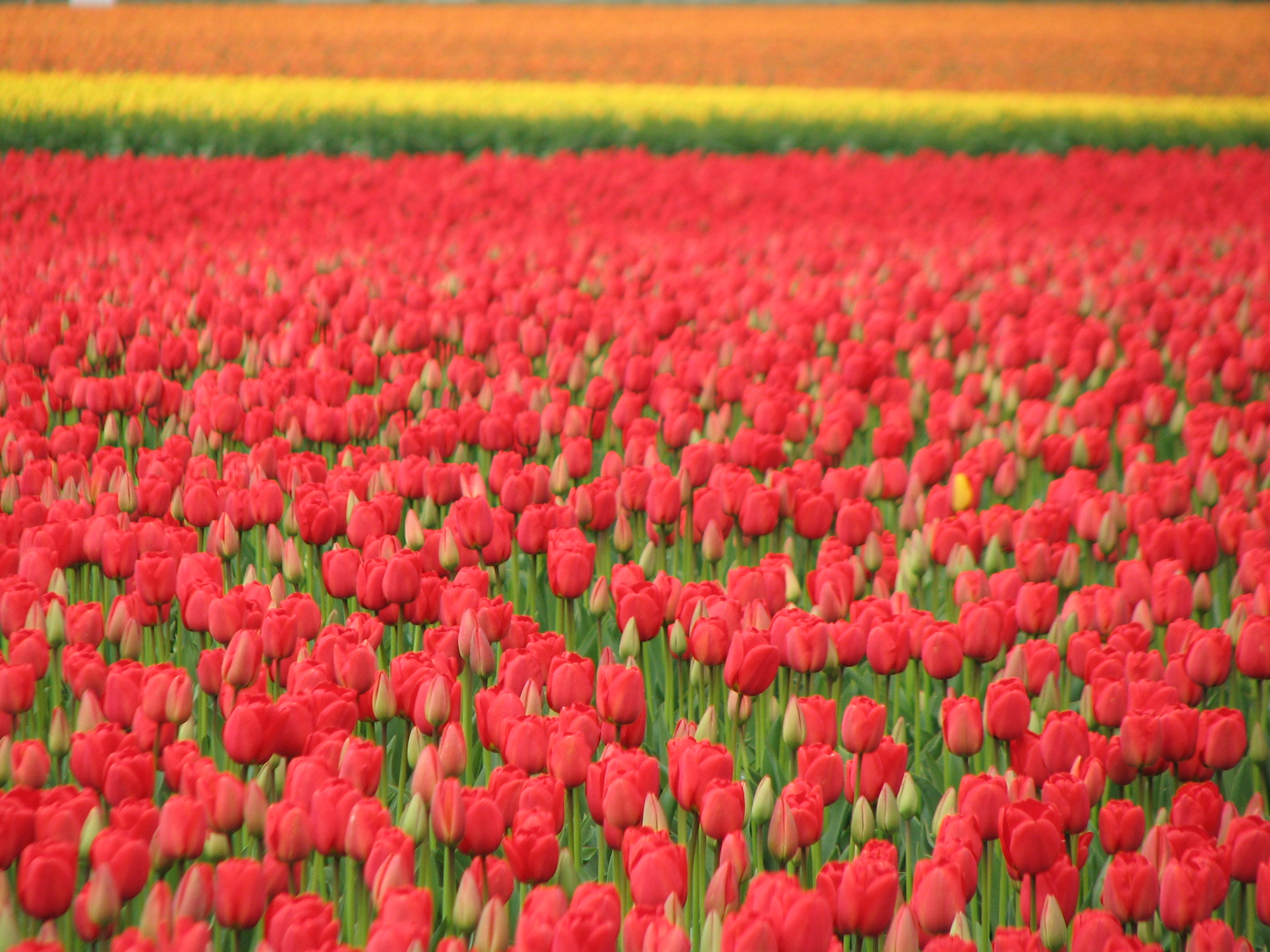 Our Move to Seattle Tulip Festival IMG_5774